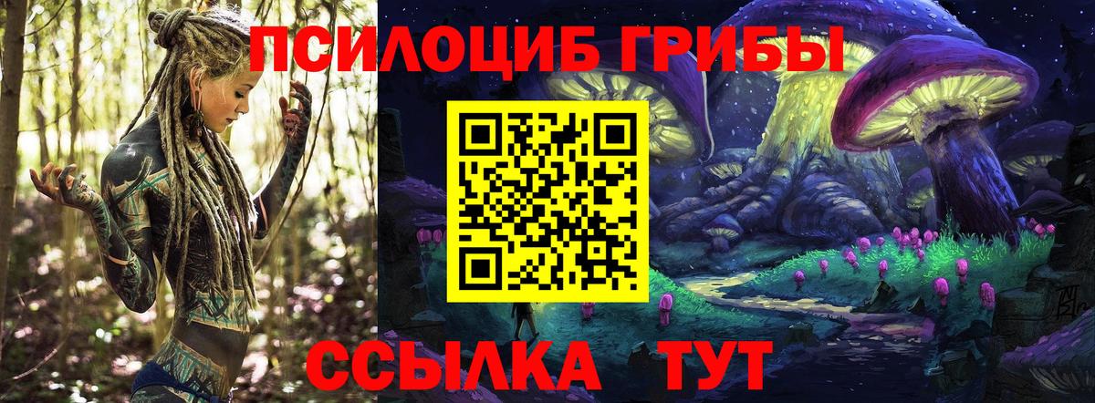 Псилоцибиновые грибы Psilocybe Тутаев